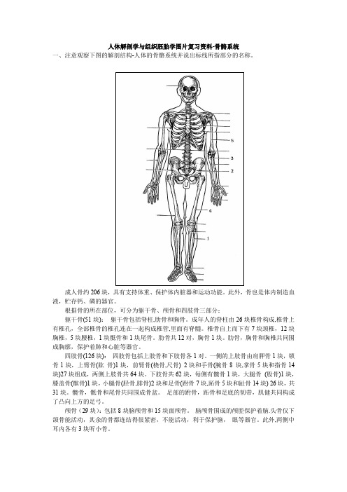 人体解剖学与组织胚胎学之骨骼系统(doc 6页)