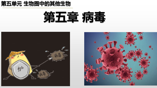 第五章 病毒(教学课件) -初中生物人教版八年级上册