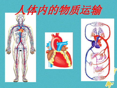 七年级生物下册第四章《人体内物质的运输》复习课件(新版)新人教版