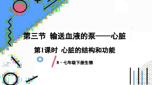 最新人教版七年级生物下册《心脏的结构和功能》精品教学课件