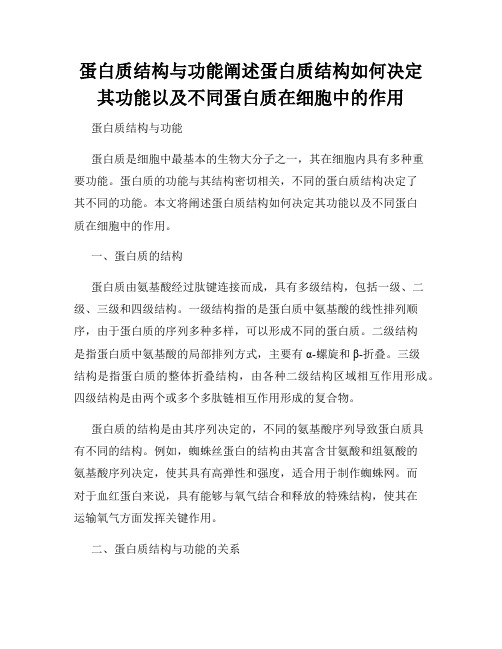 蛋白质结构与功能阐述蛋白质结构如何决定其功能以及不同蛋白质在细胞中的作用