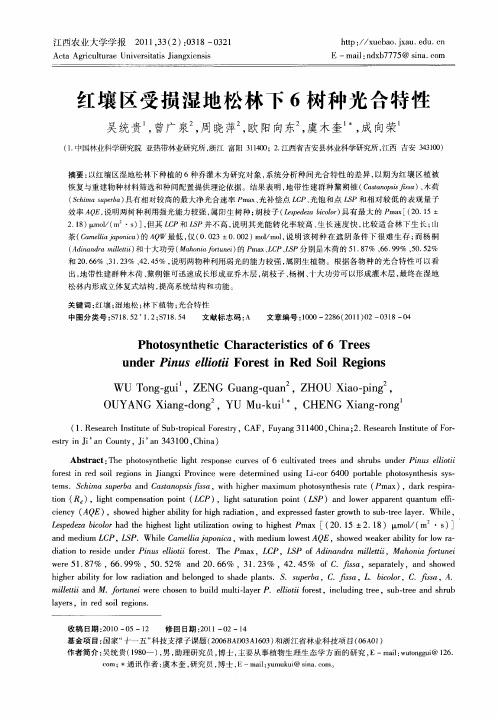 红壤区受损湿地松林下6树种光合特性