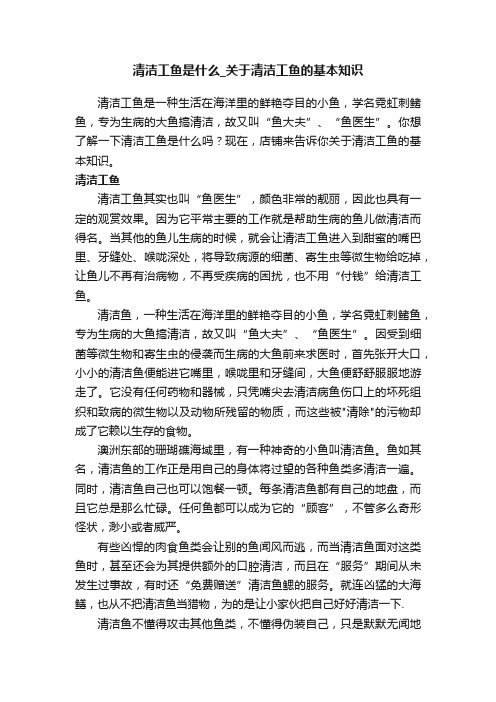 清洁工鱼是什么_关于清洁工鱼的基本知识