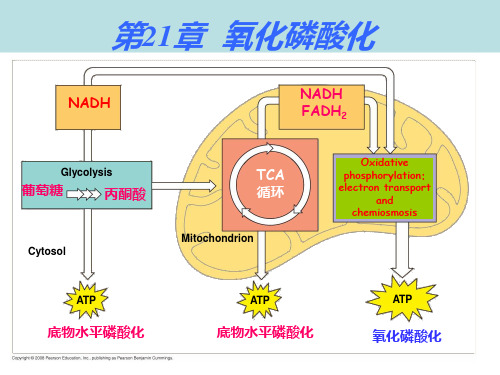 第21章--氧化磷酸化