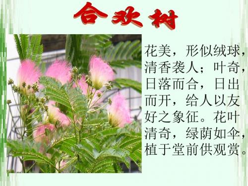 《合欢树》ppt课件(39页)