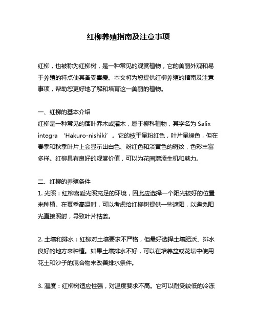 红柳养殖指南及注意事项