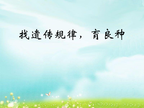 《找遗传规律,育良种》PPT