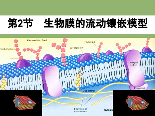 生物膜的流动镶嵌模型ppt5 人教课标版精选教学PPT课件