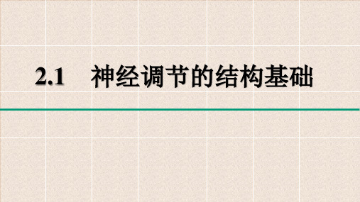 2.1神经调节的结构基础(生物2019人教版选择性必修1) 优秀课件