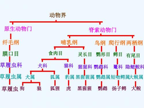 动物分类