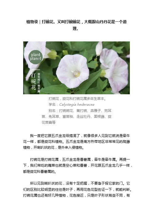 植物录｜打碗花。又叫打碗碗花，大概跟山丹丹花是一个道理。