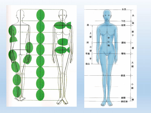 服装画技法绘制人体基本结构与比例