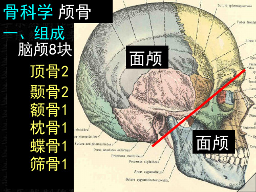 颅骨解剖彩色图谱