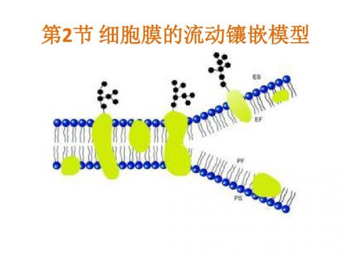 生物必修一第四章第2节——细胞膜的流动镶嵌模型