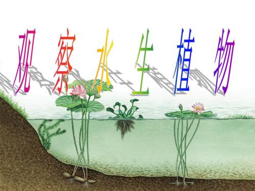 1-4观察水生植物