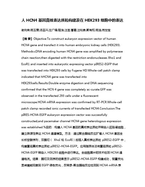 人HCN4基因真核表达质粒构建及在HEK293细胞中的表达