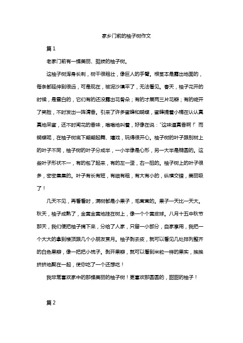 家乡门前的柚子树作文