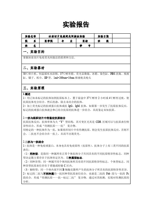 冰冻切片免疫荧光间接法实验