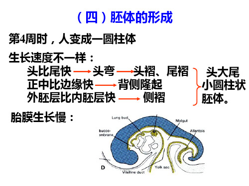 第21章 人体胚胎的早期发生(二)