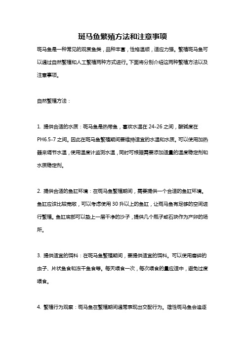 斑马鱼繁殖方法和注意事项