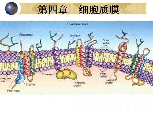 第四章  细胞质膜