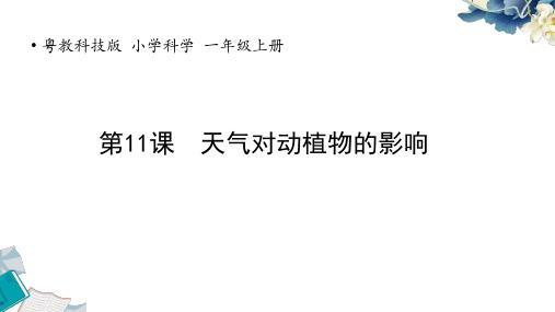 2024新粤教版一上科学第三单元常见的天气《11.天气对动植物的影响》教学课件