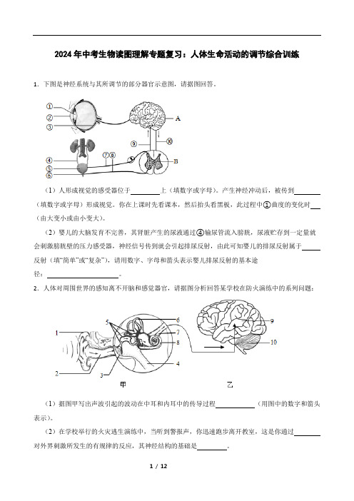 2024年中考生物读图理解专题复习：人体生命活动的调节综合训练