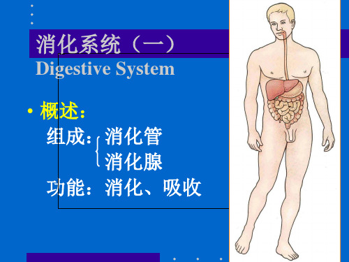 消化管