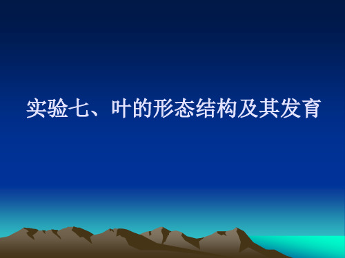 实验七、叶的形态结构及其