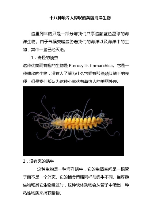 十八种最令人惊叹的美丽海洋生物