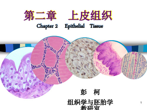 组织胚胎学 上皮组织 PPT课件