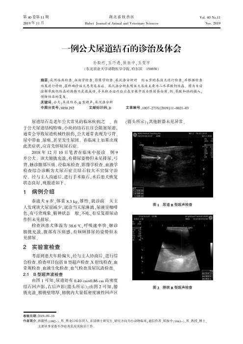 一例公犬尿道结石的诊治及体会