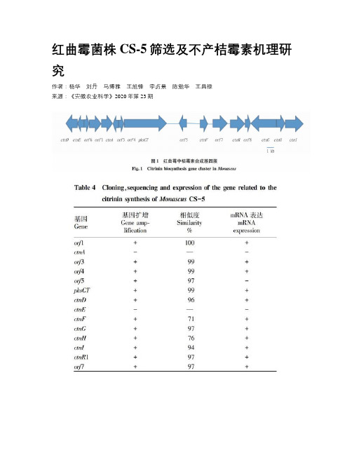 红曲霉菌株CS-5筛选及不产桔霉素机理研究