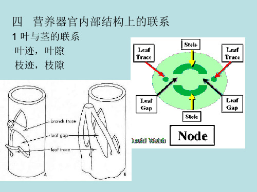 4种子植物的繁殖器官