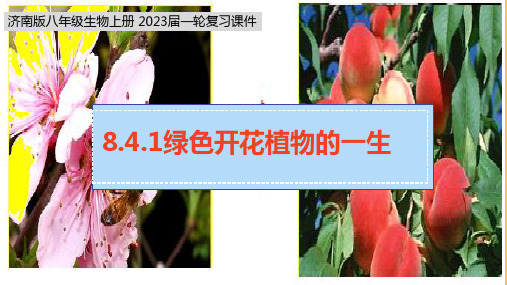 第四单元第一章绿色开花植物的一生中考复习课件济南版生物