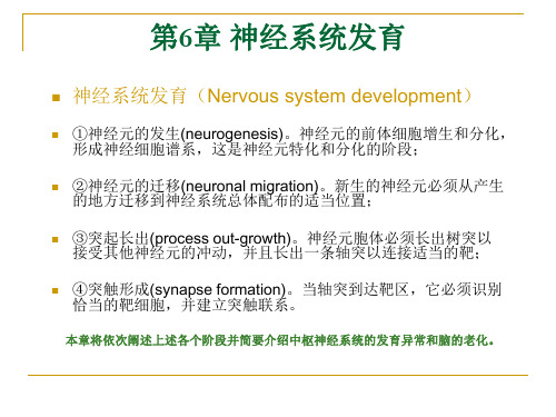 南通大学神经生物课件-神经系统发育