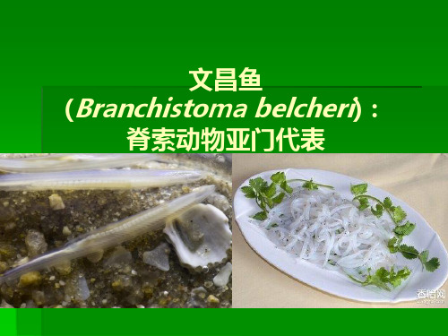 _文昌鱼