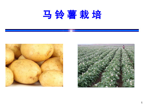 作物栽培学：马铃薯栽培