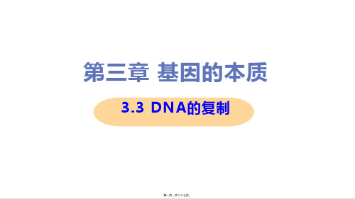 新教材人教版高中生物必修二 3-3 DNA分子的复制 教学课件