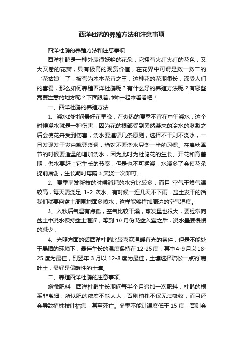 西洋杜鹃的养殖方法和注意事项