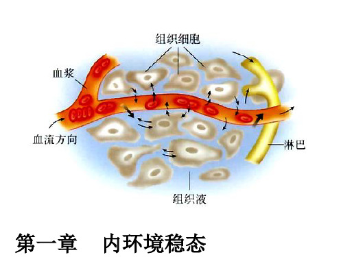 2020年高中生物必修三知识点复习参照模板