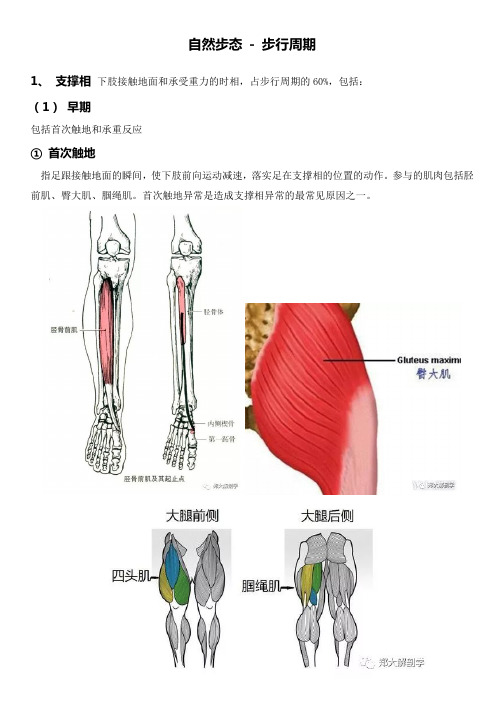 步行周期分析