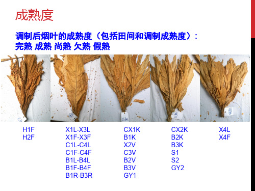 烤烟分级品级要素实物对照