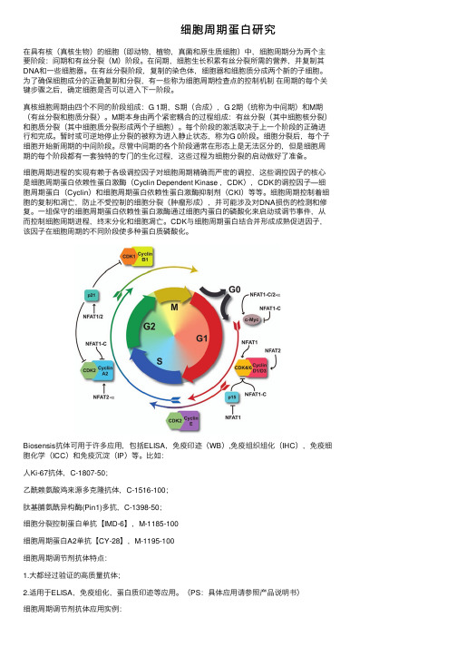 细胞周期蛋白研究