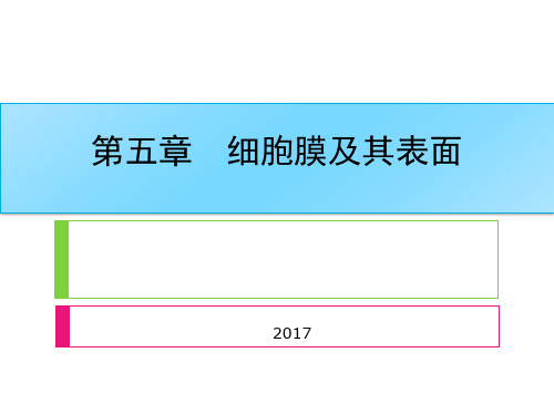 第五章 细胞膜及其表面(二)