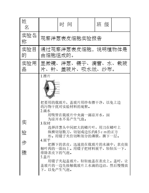 生物 观察洋葱表皮实验报告单