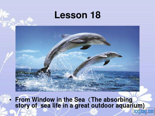 新概念四Lesson_18_Porpoises(完整课程ppt)