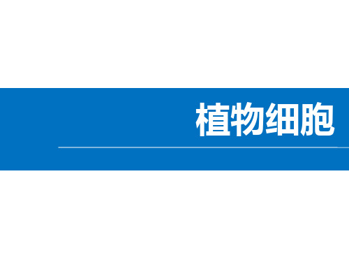 最新人教版初中生物七年级上册《植物细胞》优质教学课件