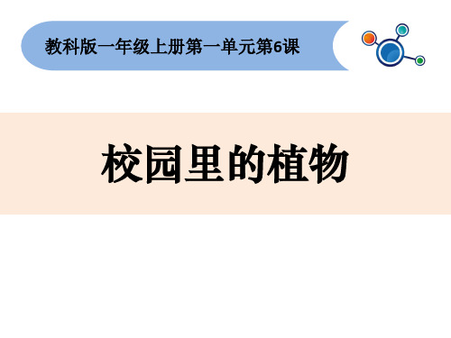 新编教科版小学一年级科学上册《校园里的植物》精品课件