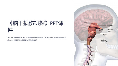 《脑干损伤初探》课件